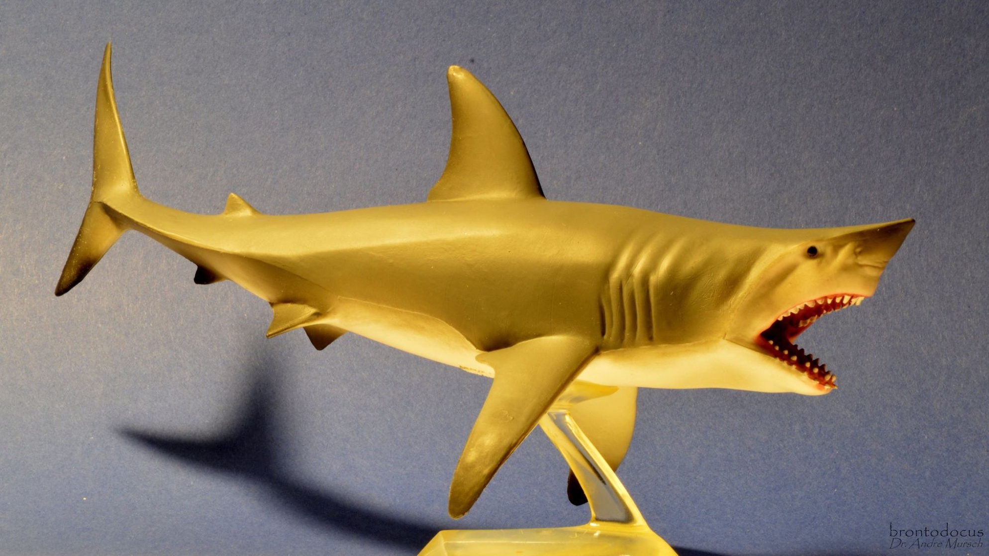 Collect A Sea Life Great Open Jaw White Shark