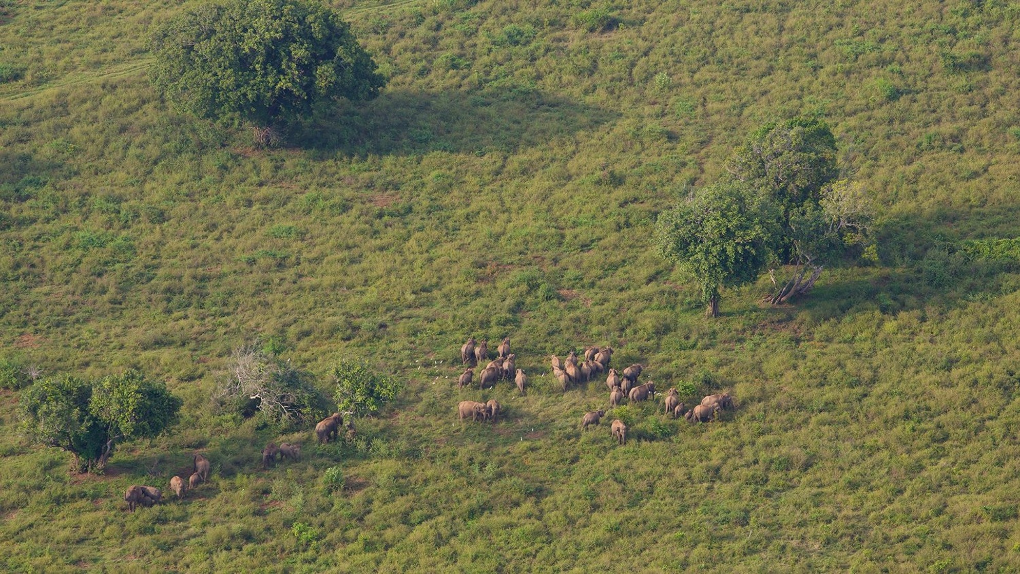 Wildes Sri Lanka
