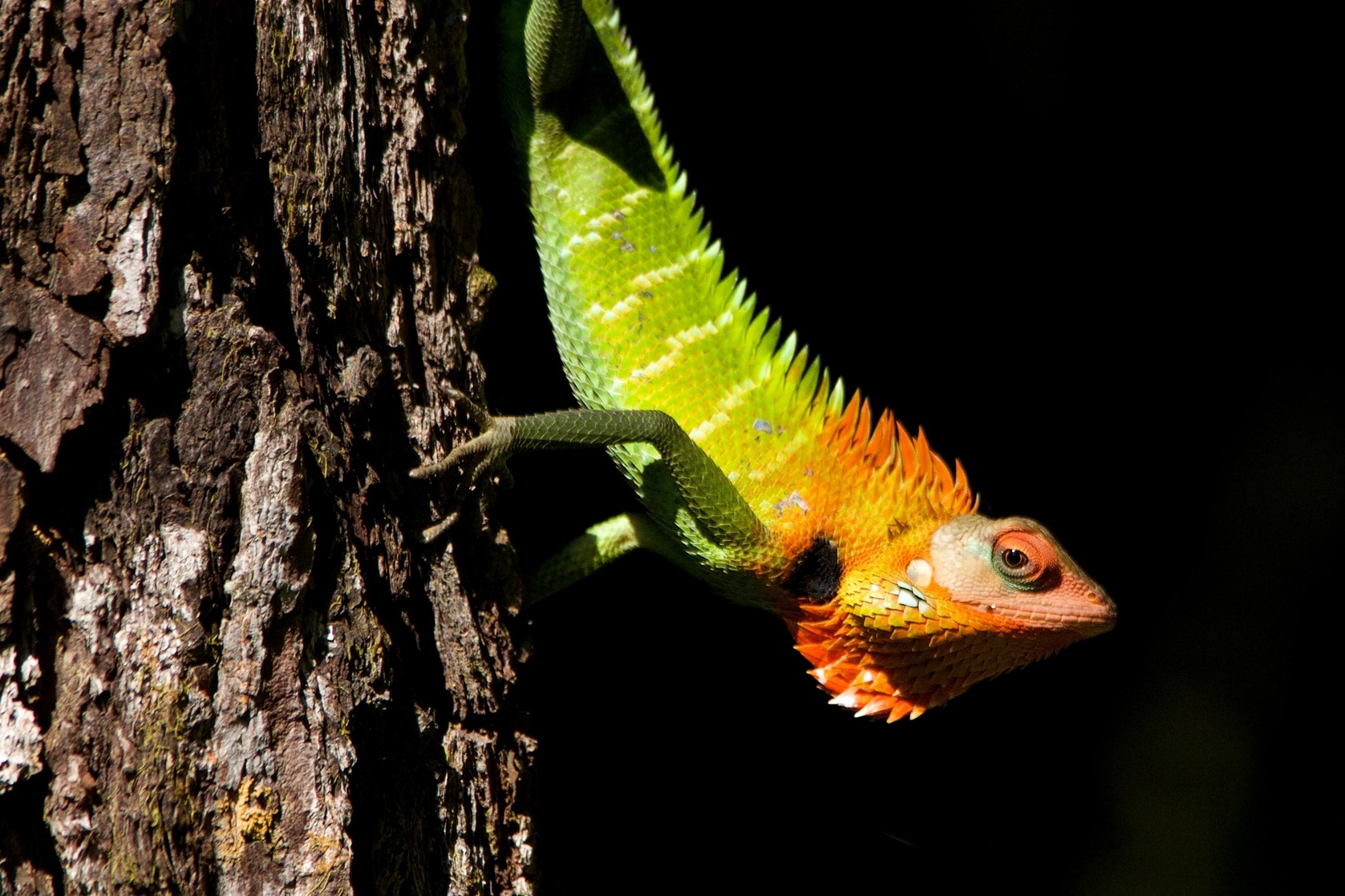 Wildes Sri Lanka