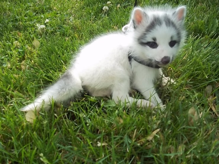 Canadian Marble Fox cub