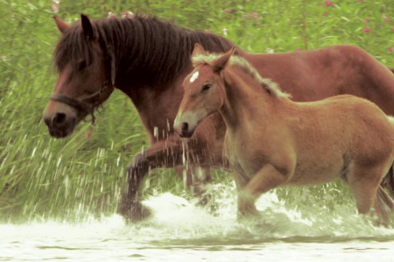 The Foal 
