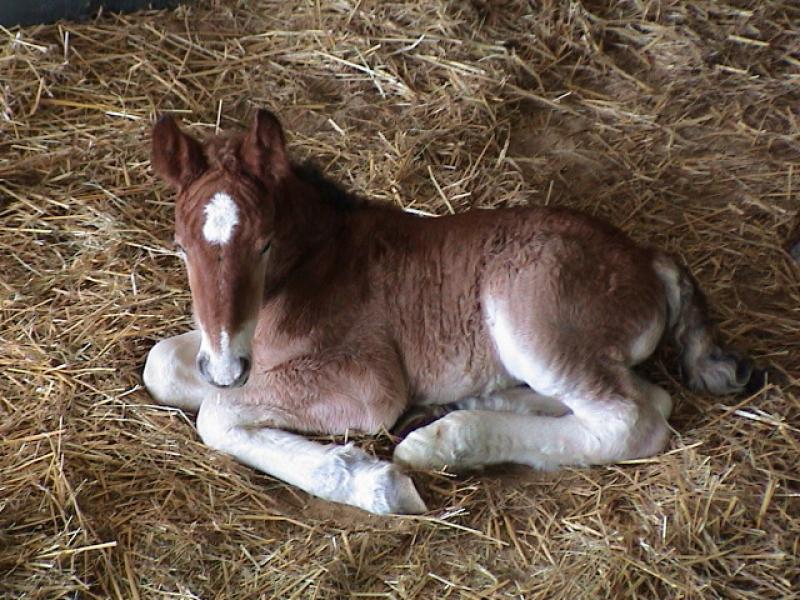The Foal 