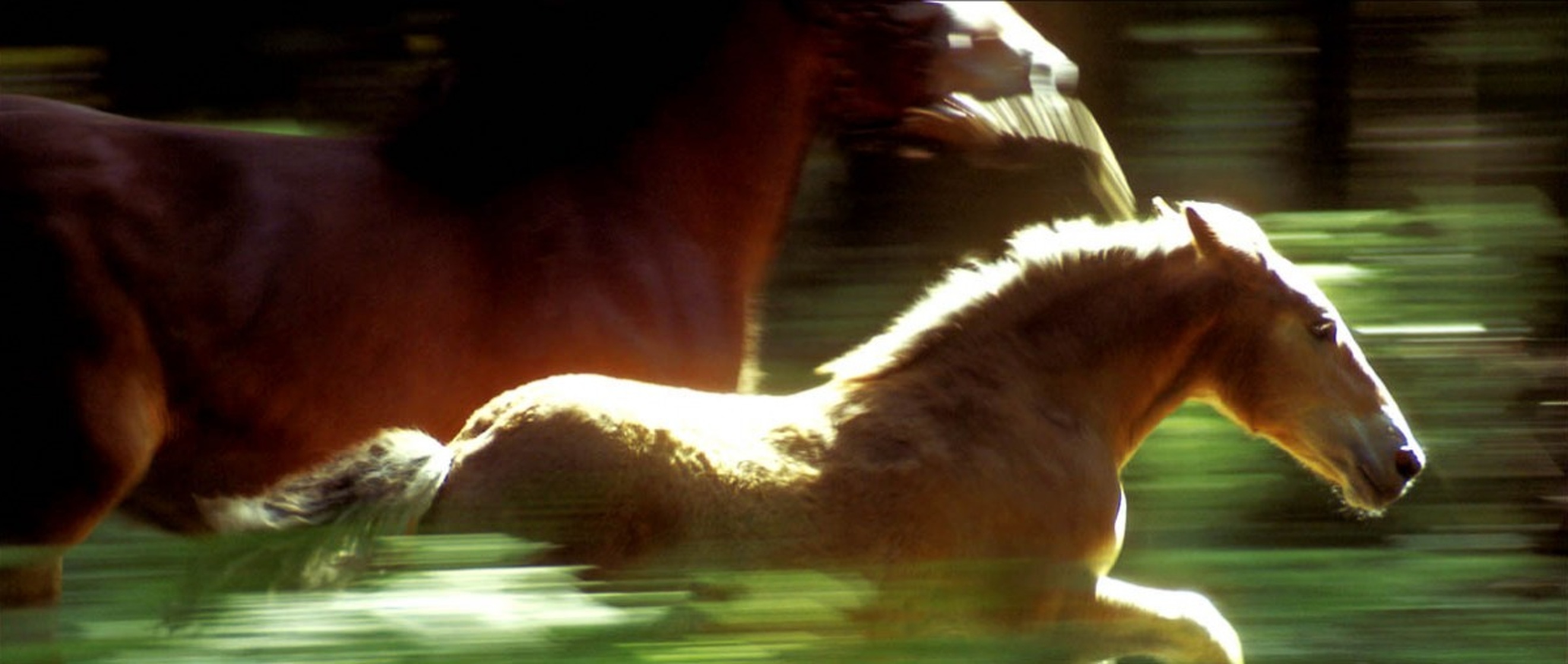 The Foal 
