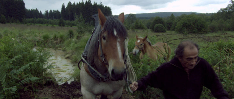 The Foal The Foal