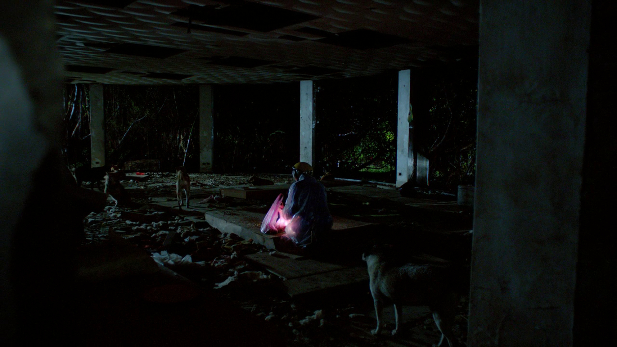 Stray Dogs