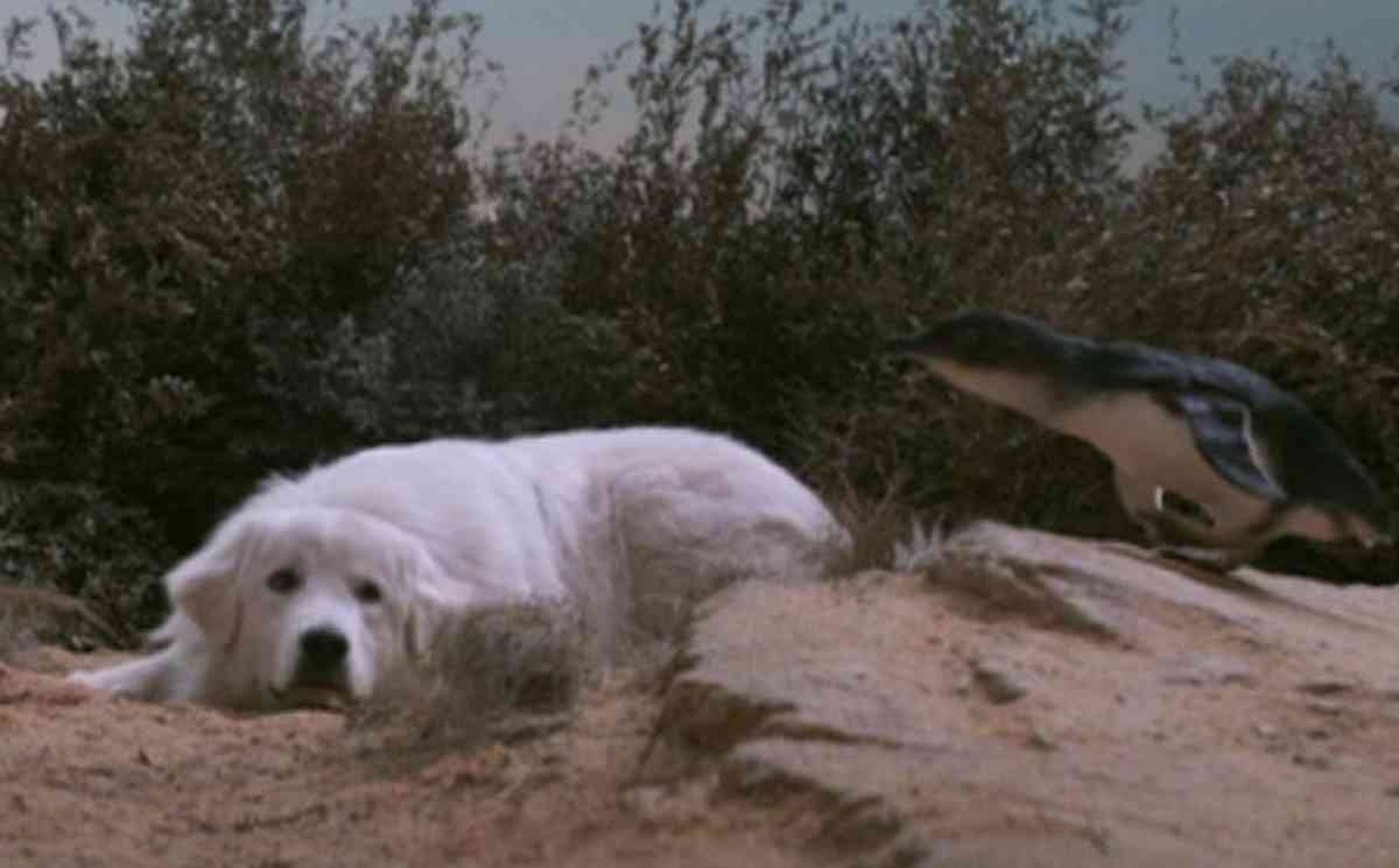 Oddball and the Penguins 