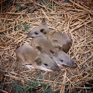 Baby Bandicoots in their nest