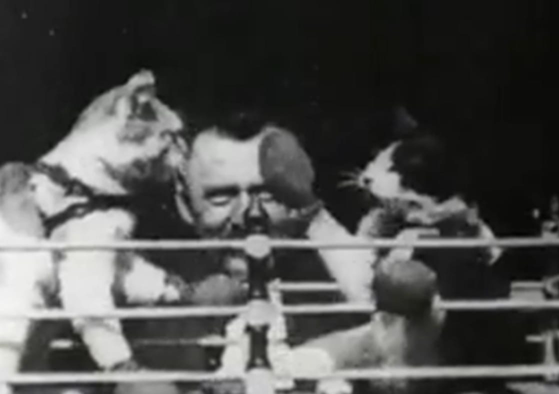 The Boxing Cats (Prof. Welton's) (1898)