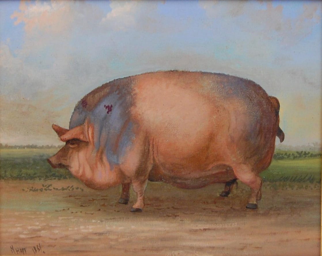 Картина большой свиньи